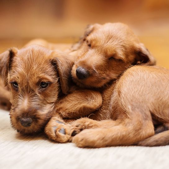 Irish terrier puppy Dog,Mammal,Vertebrate,Canidae,Dog breed,Carnivore,Puppy,Irish terrier,Companion dog,Snout,