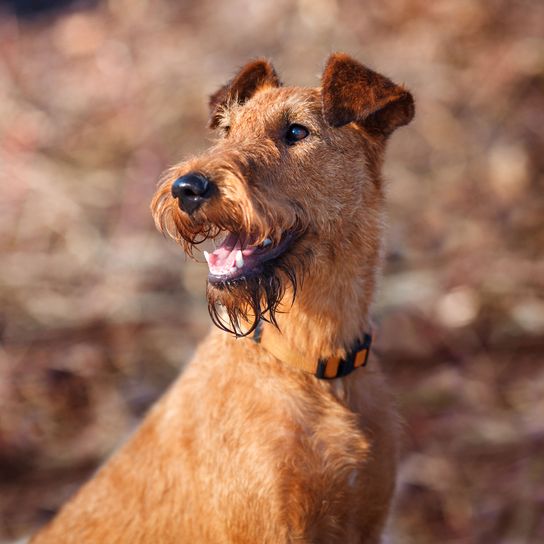 영문도서) Raising An Irish Terrier: Irish Terrier Training Guide