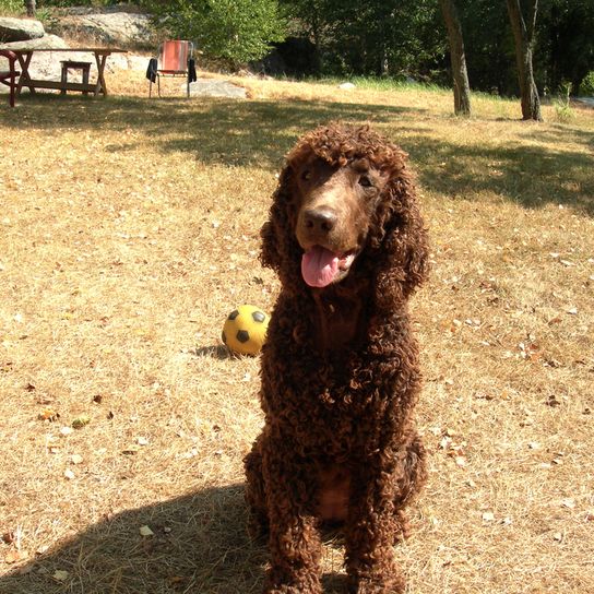 Irish Water Spaniel, Irish water dog with curls all over the head except on the muzzle, big brown dog with curls, curly coat, dog that is good for retrieving work, guard dog, family dog, companion dog, hunting dog from Ireland, Irish dog breed, funny dog