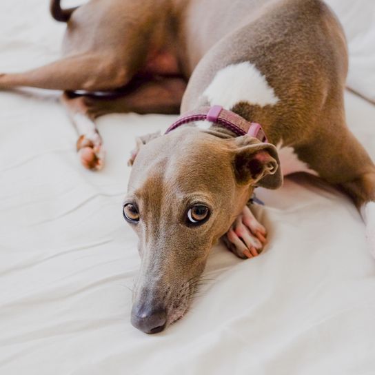 italian greyhound name windplay lies on a bed, small brown dog with white spots, dog racing dog, greyhound