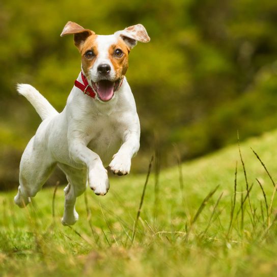 Dog,Mammal,Vertebrate,Dog breed,Canidae,Russell terrier,Carnivore,Companion dog,Parson russell terrier,Jack russell terrier,
