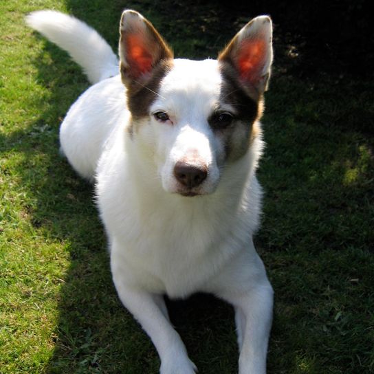 Jack Russell Terrier Sheepdog Mongrel Dog, carnivore, dog breed, companion dog, grass, muzzle, whiskers, land animal, tail, plant,