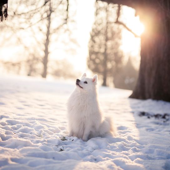 japan spitz in snow waiting for command, doggy in stay, doggy makes sit