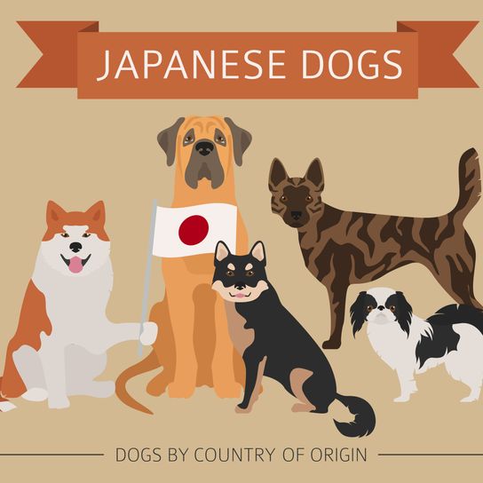 Japanese Dog Breed Overview Kishu Inu, dog breed white, medium dog, half dog, white dog with ears from Japan, Japanese dog breeds, Spitz breeds from Japan, overview of the four most popular dog breeds from Japan, Shiba Inu, Tosa Inu