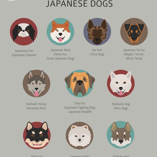Japanese dog breeds graphic Kishu Inu, dog breed white, medium dog, half dog, white dog with ears from Japan, Japanese dog breeds, Spitz breeds from Japan