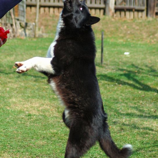 Karelian Bear Dog breed description, Finnish dog breed, dog from Finland, black and white dog with prick ears, dog similar to Husky, dog similar to Spitz, Spitz-like breed, hunting dog, independent dog breed, no beginner dog breed, Panda look in dog, Björnhund, Karjalankarhukoira, large dog