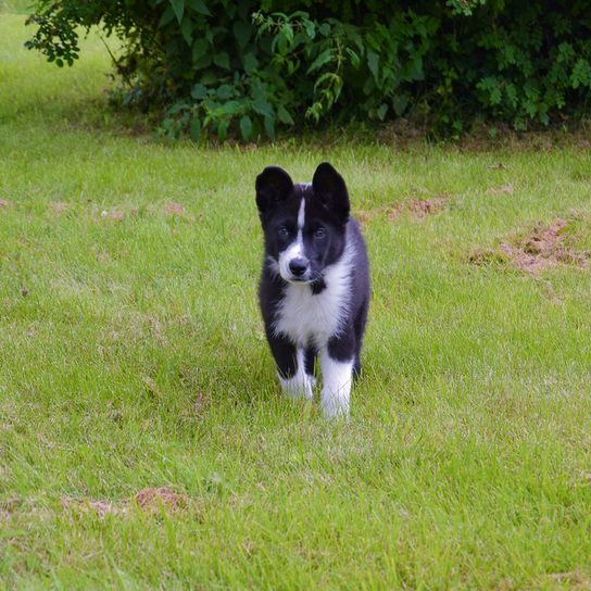 Karelian Bear Dog puppy, Finnish dog breed, dog from Finland, black and white dog with prick ears, dog similar to Husky, dog similar to Spitz, Spitz-like breed, hunting dog, independent dog breed, no beginner dog breed, Panda look in dog, Björnhund, Karjalankarhukoira, large dog