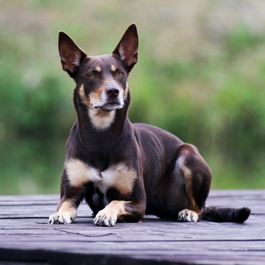 Kelpie brown cream Australian Kelpie, dog with standing ears, brown tan dog, Australian breed, sheepdog, sheepdog