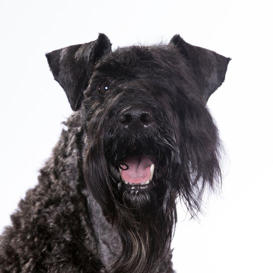 Kerry Blue Terrier, black dog on meadow, dog with short tail, dog with curls, dog resembling Schnauzer, blue dog breed, Irish dog, dog from Ireland, dog breed with curled tail and lots of hair on face