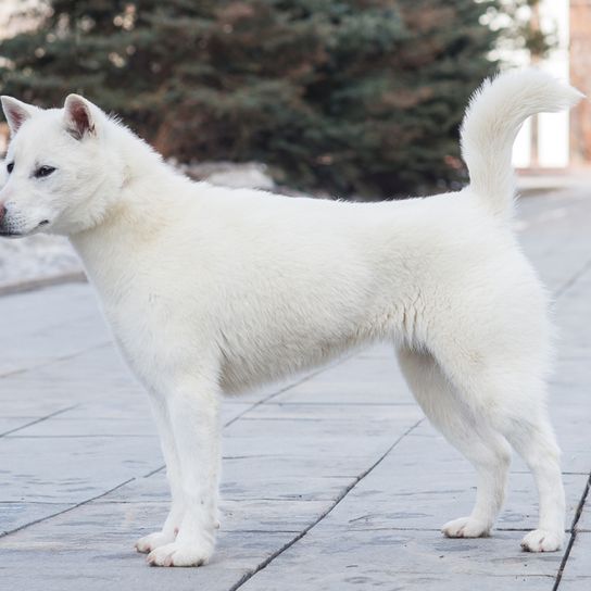 Kishu Inu, dog breed white, medium dog, half dog, white dog with ears from Japan, Japanese dog breeds, pointed breeds from Japan, overview of the four most popular dog breeds from Japan, Shiba Inu, Tosa Inu