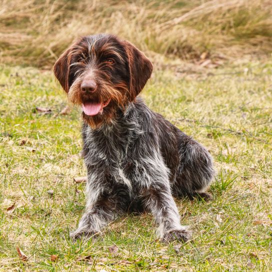 Korthals dog in the grass Griffon Korthals, Griffon d'arrêt à poil dur, rough haired pointer, dog similar to German Rauhaar, large breed dog from France, breed description of hunting dog, hunting dog breed, large brown dog breed, dog from France, Korthals dog sitting in the grass