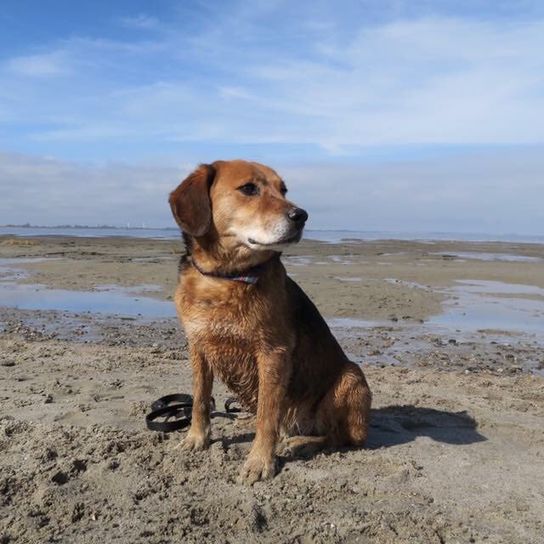 Cloud,sky,dog,dog breed,water,carnivore,fawn,beach,horizon,sporting group,