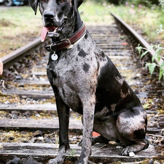 Labradane © Hannah Augustin Hund,Pflanze,Halsband,Fleischfresser,Arbeitstier,Kitz,Hundehalsband,Leber,Hunderasse,Hundezubehör,