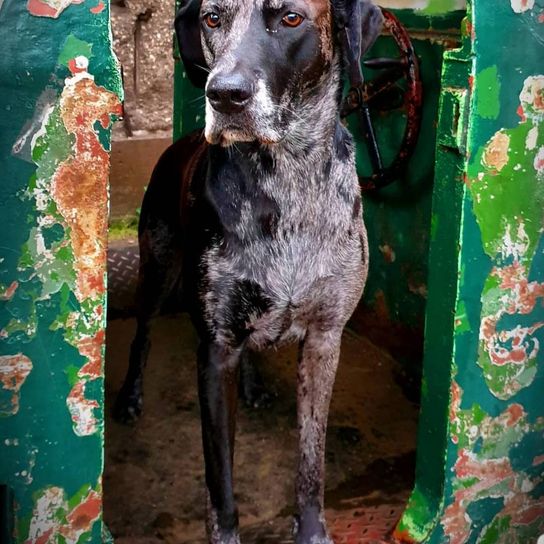 Labradane © Hannah Augustin Hund,Grün,Braque francais,Fleischfresser,Hunderasse,Fawn,Begleithund,Arbeitstier,Schnauze,Leber,