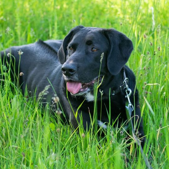 Labradane © Heike Kaspar Hund, Pflanze, Hunderasse, Fleischfresser, Arbeitstier, Gras, Begleithund, Grasland, Schnauze, Grasfamilie,