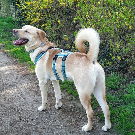 Labrador Akita Mongrel Dog,dog breed,carnivore,collar,pet supplies,companion dog,fawn,dog collar,dog supplies,tail,