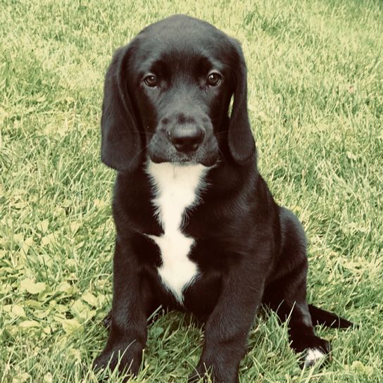 Labrador Beagle Mix Puppy Dog,dog breed,carnivore,liver,companion dog,grass,muzzle,land animal,sporting group,hunting dog,