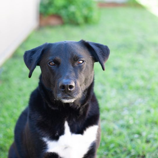 Labrador Border Collie Mongrel Border collie labrador retriever mix, mixed breed, mixed breed dog, mix dog, hybrid mix, border lab mix, labrador mix, black mixed breed, infographic, information for anyone who has a mixed breed collie and labrador. Lab mix, Labrador mix, black and white mix, mixed breed dog