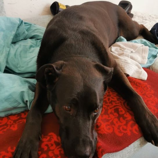 Labrador Corso © Daniela Bolz Hund,Hunderasse,Fleischfresser,Arbeitstier,Komfort,Fawn,Leber,Begleithund,Haustierbedarf,Halsband,