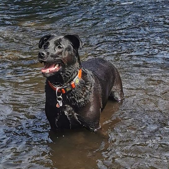 Labrador Corso © Daniela Bolz Wasser,Hund,Hunderasse,Fleischfresser,Halsband,Arbeitstier,Hundehalsband,See,Schnauze,Jagdhund,