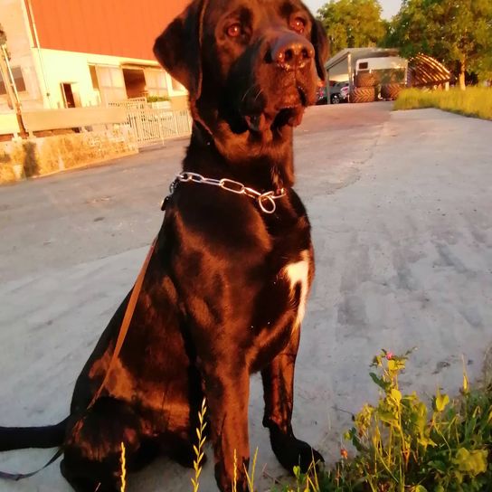 Labrador Corso © Schirin Lavassani Pflanze, Hund, Blume, Hunderasse, Leber, Fleischfresser, Halsband, Arbeitstier, Kitz, Himmel,