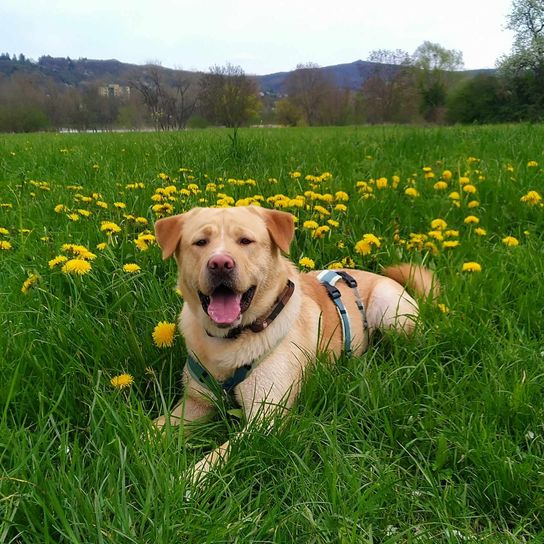 Labrador Retriever Akita Inu Mongrel Flower, plant, dog, dog breed, nature, carnivore, sky, people in nature, natural landscape, tree,