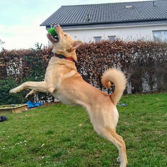 Labrakita jumps Dog, plant, sky, pet supplies, dog breed, collar, carnivore, fawn, grass, companion dog,
