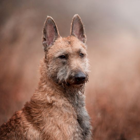 Laekenois, portrait, dog breed from Belgium, Belgian shepherd dog, wire haired dog, shepherd dog with rough coat, large dog breed, prick ears in dog