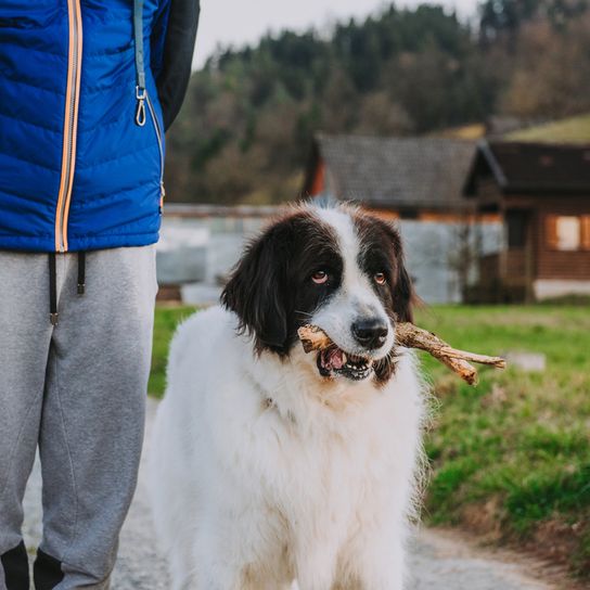 Landseer holds stick in mouth very big dog breed, black and white dog with long coat, Newfoundland UNterart, Landseer breed dog