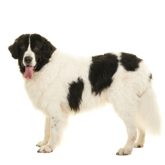 Dog,Mammal,Vertebrate,Dog breed,Canidae,Landseer,Carnivore,Pyrenean mastiff,Karakachan dog,Drentse patrijshond,