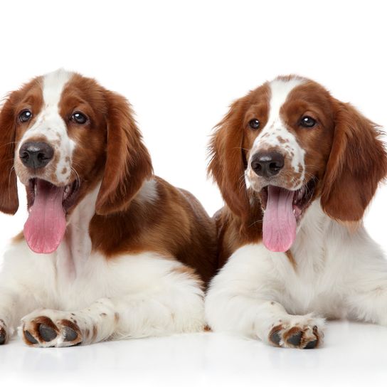 two young Springer Spaniels in extraordinary light brown with white stick out their tongues and yawn, medium sized dog breed, hunting dog