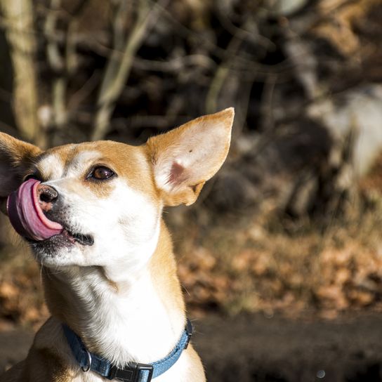 Podengo Portugues small, rough haired dog from Portugal, red white dog, orange colored dog, dog with prick ears, hunting dog, family dog, small family dog with brown white coat, smooth coat