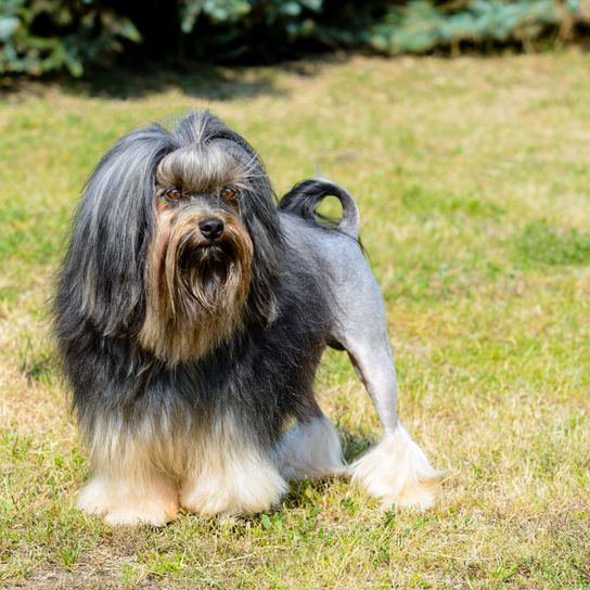 Lion grey shorn Dog,Mammal,Vertebrate,Dog breed,Canidae,Löwchen,Tibetan terrier,Carnivore,Havanese,Lhasa apso,