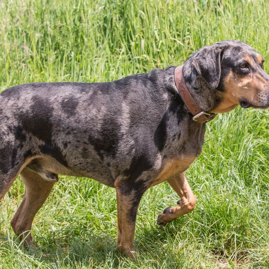 Dog,Mammal,Vertebrate,Dog breed,Canidae,Carnivore,Hound,Hunting dog,Louisiana catahoula leopard dog,Polish hunting dog,