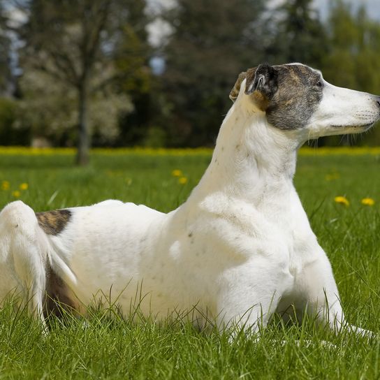 hungarian dog breed, greyhound from hungary, dog breed for dog racing, grey dog breed, magyar agar in racing mode, white grey hungarian lying on a meadow