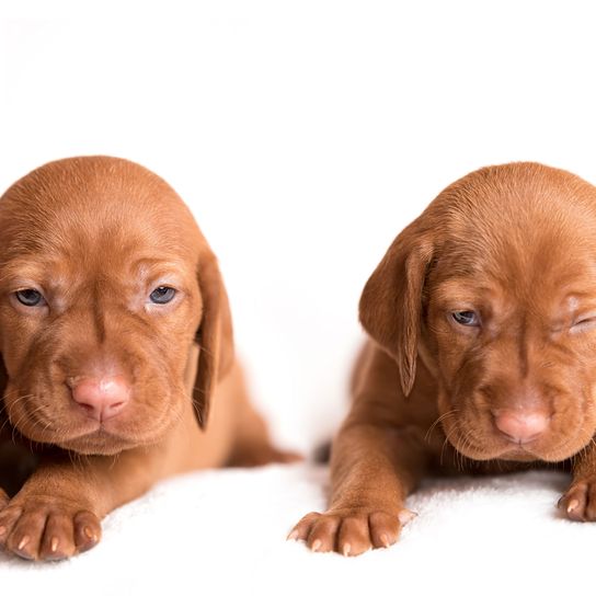 Magyar Vizsla puppies Dog,Mammal,Vertebrate,Dog breed,Canidae,Vizsla,Carnivore,Puppy,Sporting Group,Pointing breed,