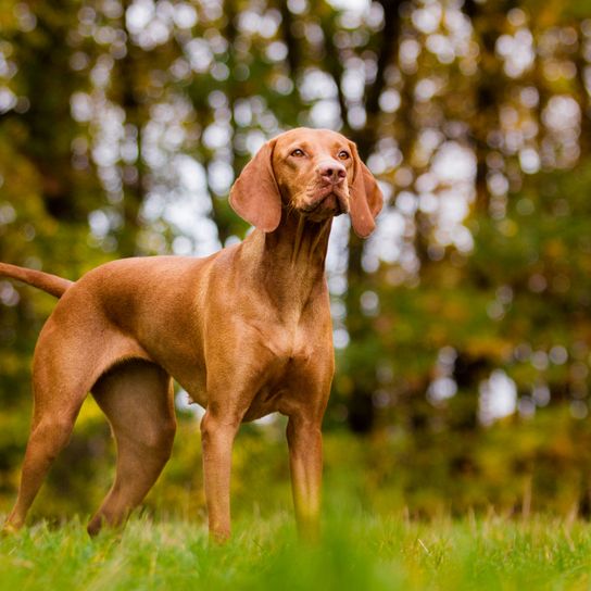 Magyar Vizsla preside Dog,Mammal,Vertebrate,Canidae,Dog breed,Vizsla,Carnivore,Pointing breed,Sporting Group,Hunting dog,