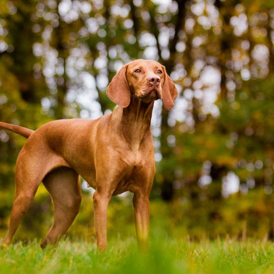 Dog,Mammal,Vertebrate,Canidae,Dog breed,Vizsla,Carnivore,Pointing breed,Sporting Group,Hunting dog,