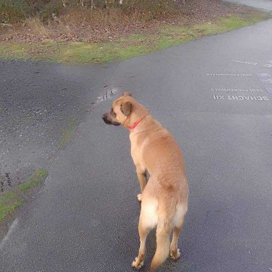 Malinois Dogue de Bordeaux mix Dog,vertebrate,plant,carnivore,pavement,asphalt,dog breed,companion dog,fawn,pet supplies,