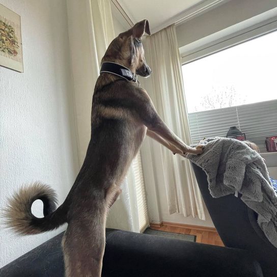 Malinois Dobermann © Nadine Udowenko Hund,Komfort,Hunderasse,Fenster,Fleischfresser,Halsband,Fawn,Felidae,Begleithund,Schwanz,