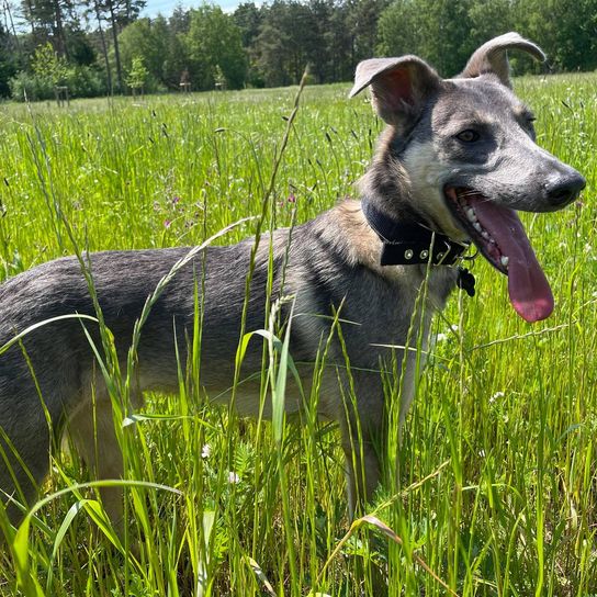 Malinois Dobermann © Nadine Udowenko Hund,Pflanze,Hunderasse,Halsband,Fleischfresser,Gras,Arbeitstier,Rehkitz,Grasland,Schnauze,