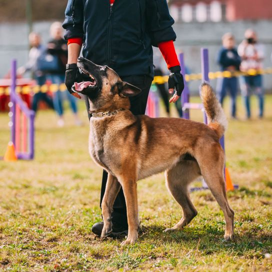 Dog,Mammal,Vertebrate,Dog breed,Canidae,Conformation show,Carnivore,Belgian shepherd malinois,Working dog,Rare breed (dog),