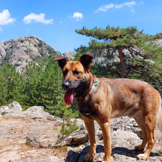 Wolke, Himmel, Hund, Pflanze, Berg, Hunderasse, Fleischfresser, Baum, Arbeitstier, Rehkitz,