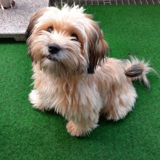Maltese Border Terrier © Sarah Ramos Hund,Hunderasse,Fleischfresser,Begleithund,Spielzeughund,Arbeitstier,Gras,Leber,Schnauze,Terrier,