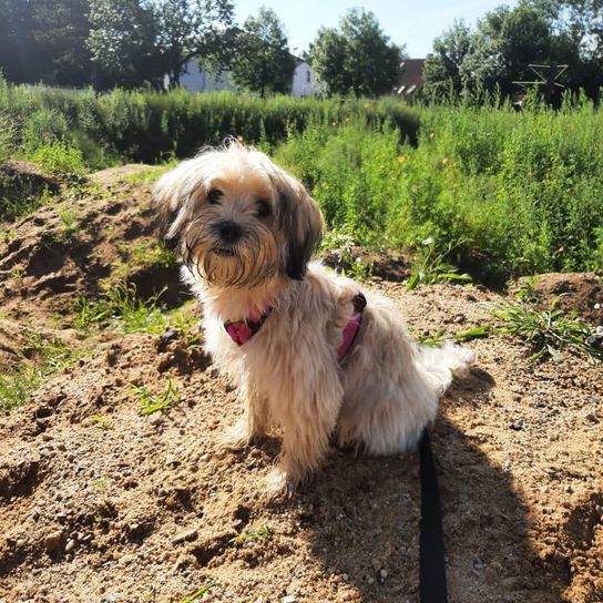 Pflanze, Hund, Himmel, Baum, Fleischfresser, Hunderasse, Wasserhund, Rehkitz, Begleithund, Gras,