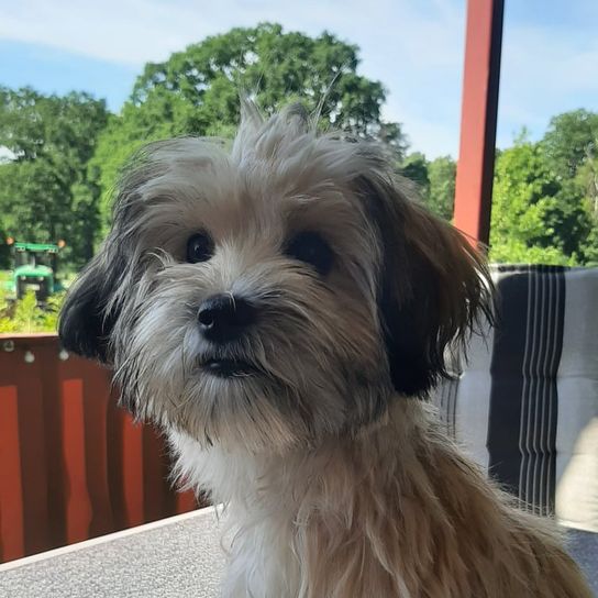Maltese Border Terrier © Sarah Ramos Hund,Himmel,Fleischfresser,Leber,Baum,Spielzeughund,Begleithund,Shih tzu,Kleiner Terrier,Hunderasse,