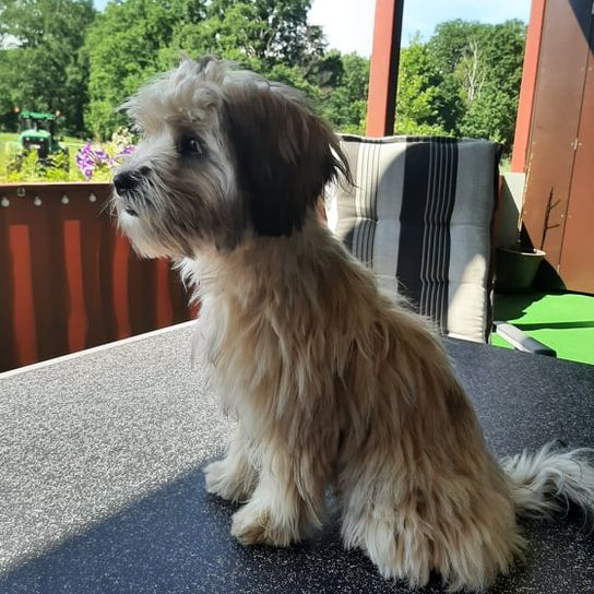 Maltese Border Terrier © Sarah Ramos Hund, Himmel, Fleischfresser, Baum, Wolke, Hunderasse, Begleithund, Spielzeughund, Schnauze, kleiner Terrier,