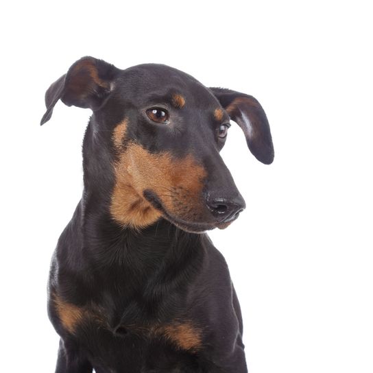Manchester Terrier Upper Body Manchester Terrier with tilt ears, small dog with tan coat