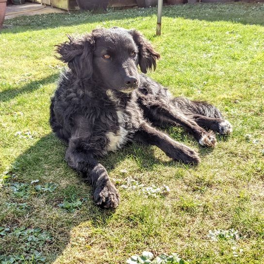 Markiesje is lying on a green meadow and is about to fall asleep, Dutch Tulpemndog, black dog from Netherlands, Dutch dog breed for families, family dog, medium sized dog for families