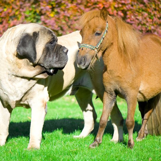 Comparison of a Mastiff dog with a pony, light brown dog with dark muzzle, very large dog breed compared with a small horse, size comparison of the largest dogs in the world, fat dogs
